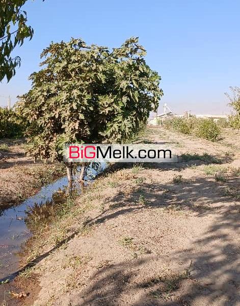 زمین کشاورزی با سند قطعی ۱۵۰۰ اصله درخت