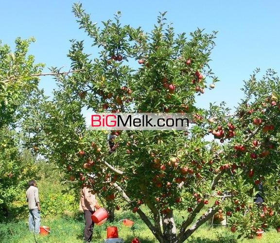 2.5 هکتار باغ سیب دارای ویلادرمیانه فروشی