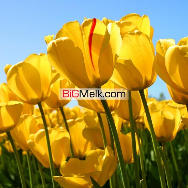 فروش خانه کلنگی تخریب شده در مرکز تبریز