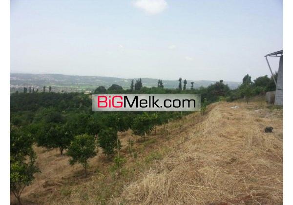 اکازیون،حراج 6000متر باغ مرکبات | مازندران، قائم شهر