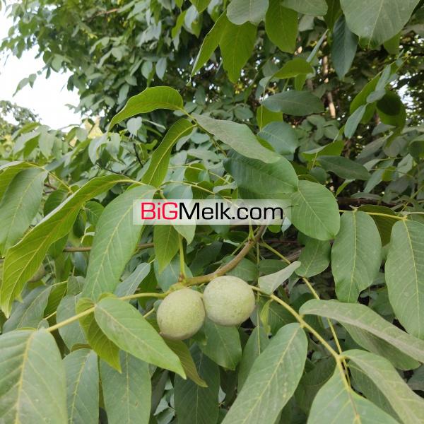 2700 متر زمین با درختان میوه، روستای نایه، خلجستان قم