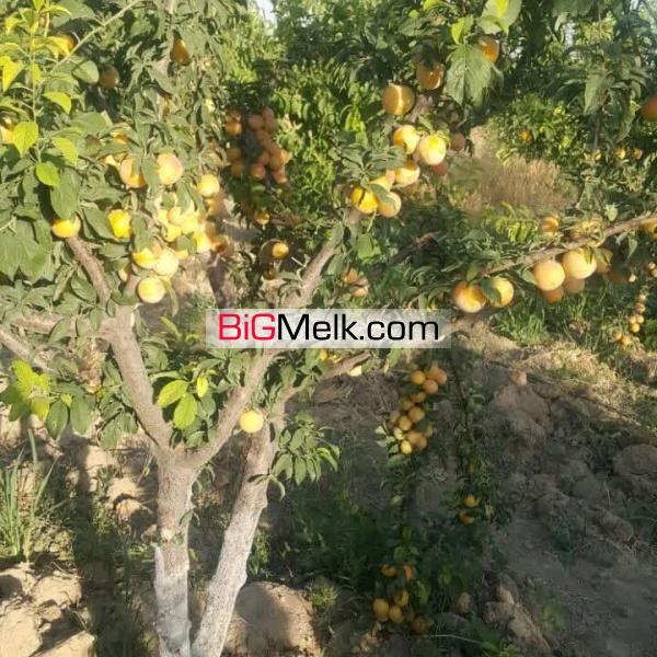 احمد آباد مستوفی - رضی آباد