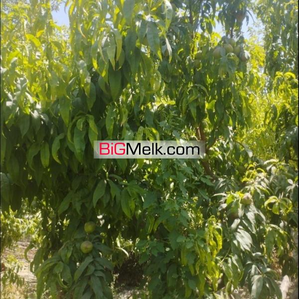 باغچه 260متری بهر خیابان مهربان باباسلمان شهریار