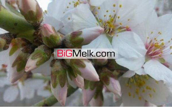 استثنایی رهن باغ در قهدریجان 750 متر