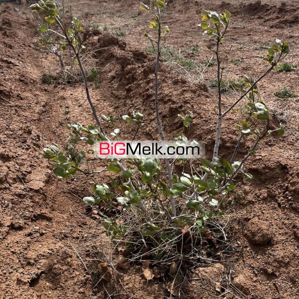 باغ پسته چهار دیواری 2 هزار متری در ملارد