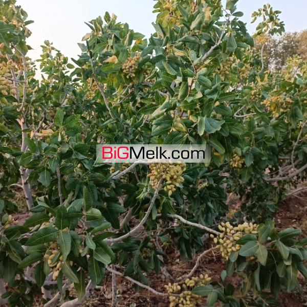 فروش باغ پسته اکبری