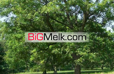 فروش باغ گردوی کهن در نهاوند