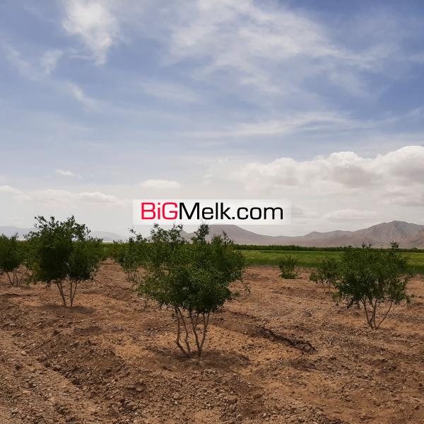 فروش باغ پسته