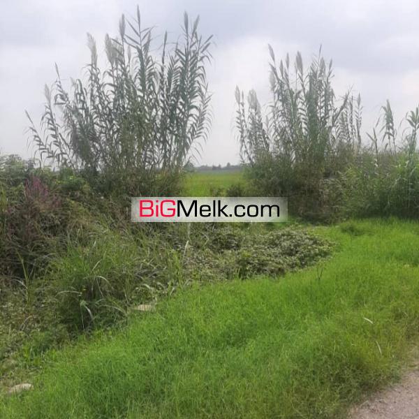 زمین کشاورزی در آمل