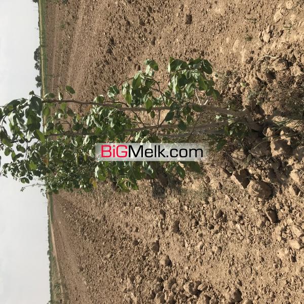 38 هکتار دارای باغ پسته اتوبان قم به گرمسار