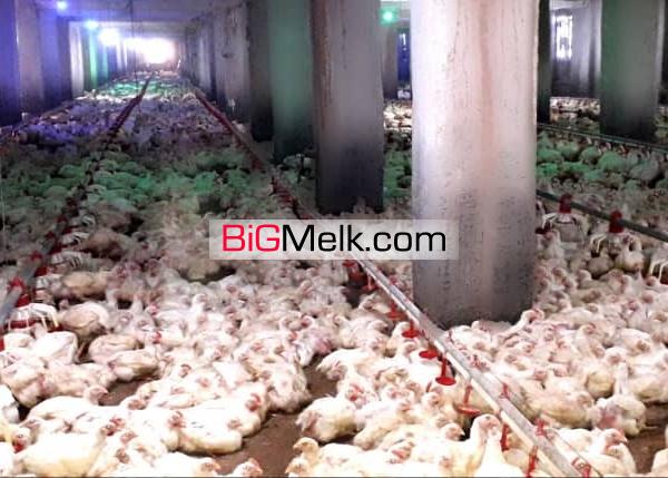 فروش مرغداری گوشتی 14000 قطعه ای اتوماتیک