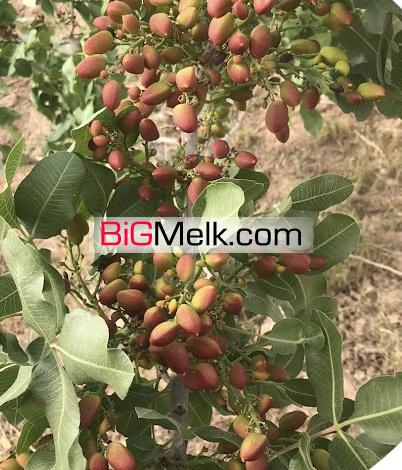 38 هکتار دارای باغ پسته اتوبان قم به گرمسار