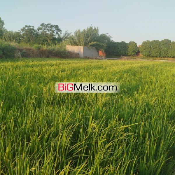 فروش زمین کشاورزی بابلسر