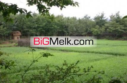 فروش یک قطعه 5هکتاری زمین کشاورزی