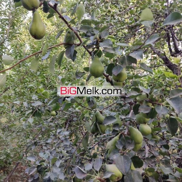 2700 متر زمین با درختان میوه، روستای نایه، خلجستان قم