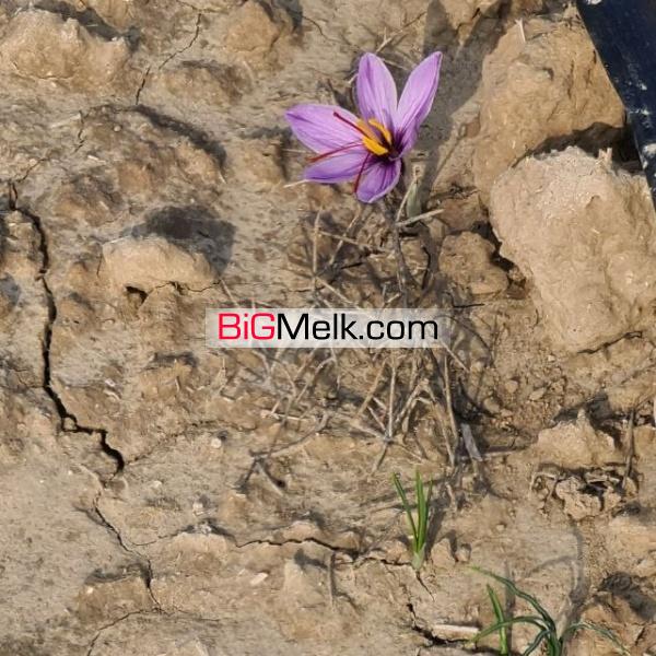 زمین کشاورزی باغی 130 هکتاری دارای چاه آب