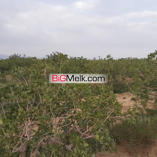 فروش 87 هکتار مزرعه در اصفهان