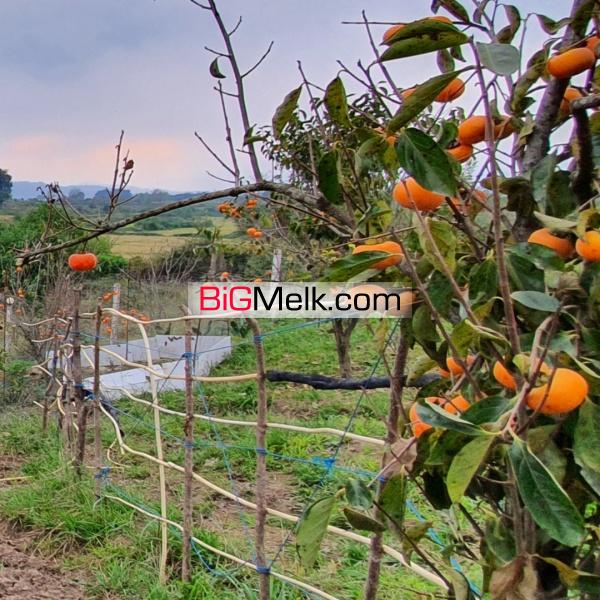 فروش باغ محصور