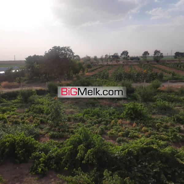 مزرعه کشاورزی ۵۰هکتاری و گاوداری