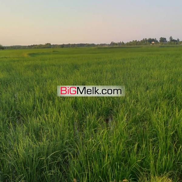 زمین کشاورزی ۸هزار متر