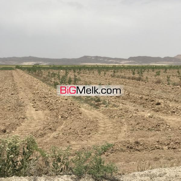 38 هکتار دارای باغ پسته اتوبان قم به گرمسار