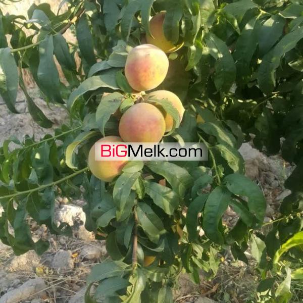 احمد آباد مستوفی - رضی آباد