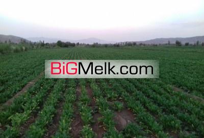 زمین کشاورزی ۵هکتار قَره‌چمن شیراز
