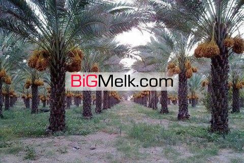 زمین کشاورزی همراه با 1200 درخت خرما