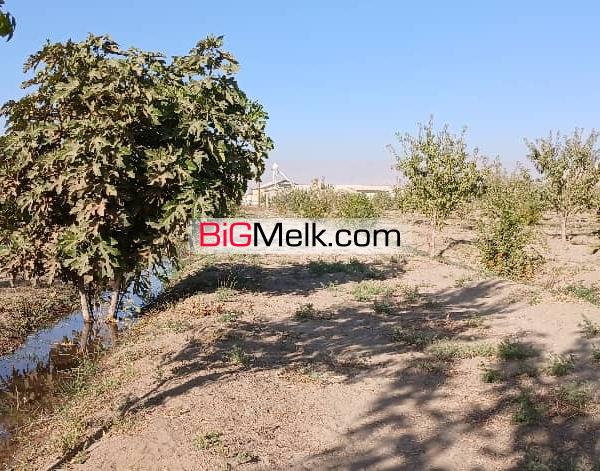 زمین کشاورزی با سند قطعی ۱۵۰۰ اصله درخت