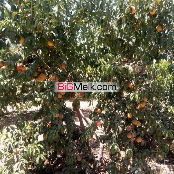 فروش زمین کشاورزی با وام مصوب |فروش زمین کشاورزی ورامین