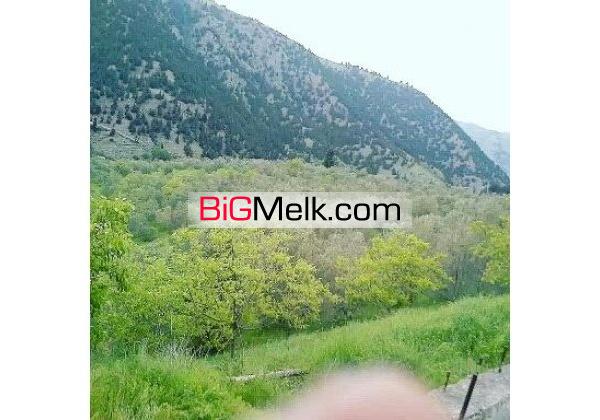 باغ زیتون و ویلا در کنار رودخانه در منطقه گردشگری گیلان