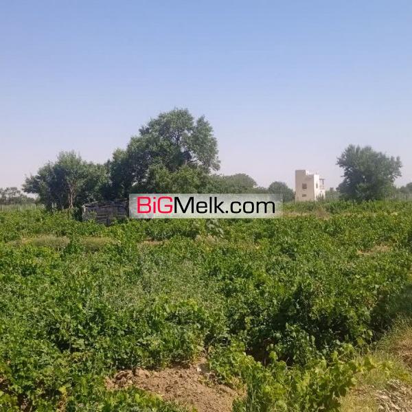 فروش باغ انگور در تاکستان