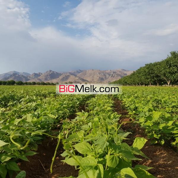 زمین کشاورزی خاص و استثنائی (۱۲۵ هکتار)