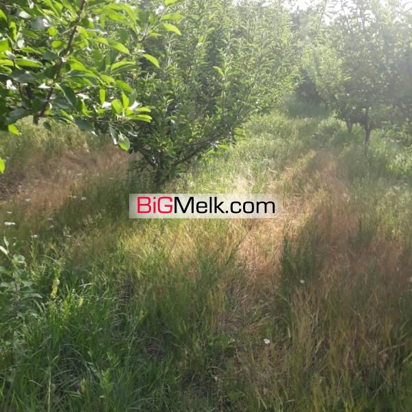 باغ و زمین فروشی در ابهر