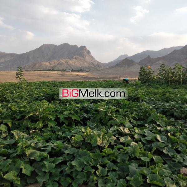 فروش مزرعه هکتاری مرغوب