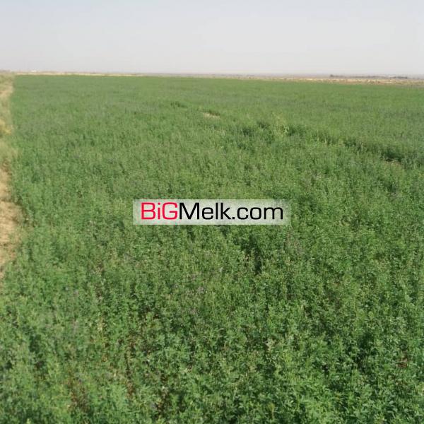 فروش و اجاره زمین مزرعه کشاورزی
