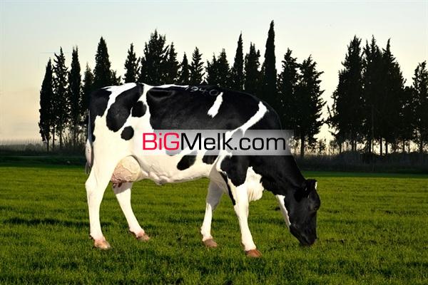 فروش گاوداری و زمین کشاورزی در بیجار- کردستان - 100 راسی