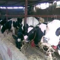 فروش گاوداری بسیار اکازیون در نظراباد