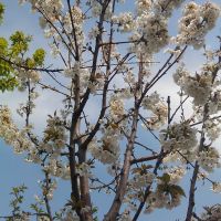 فروش باغچه طرقبه مشهد