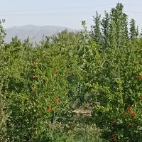 باغ انار ۱۳۰۰ متری در ساوه