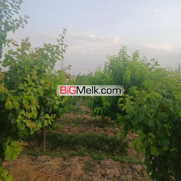 باغچه سهیلیه زعفرانیه معاوضه با ماشین هم میشود