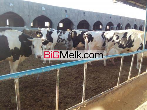 فروش گاوداری 400 راسی قم جعفریه
