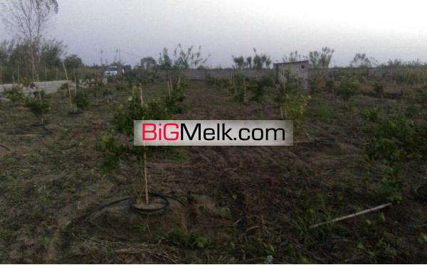 باغ نارنگی ژاپنی 3ساله | کیاکلا، پناجی
