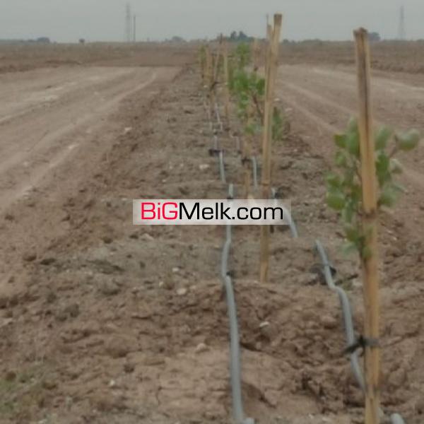 فروش باغ پسته