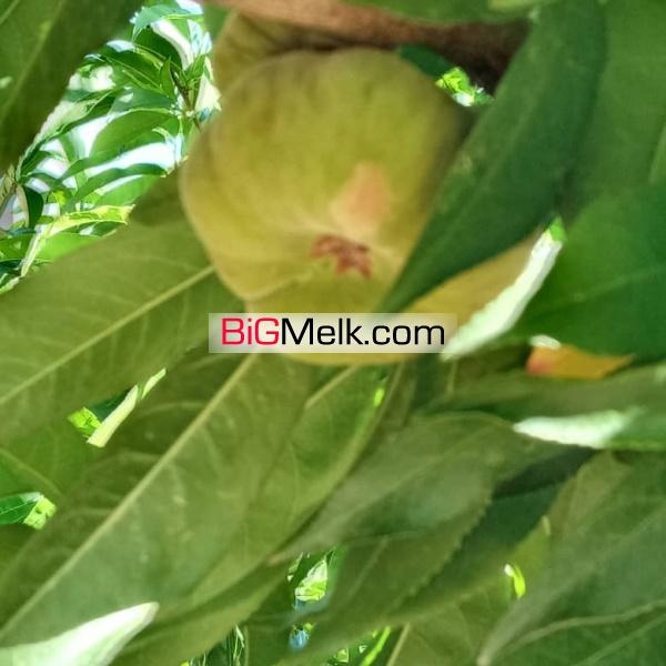 یک هتکار و 110 متر مربع باغ در کرج ( نظر آباد )