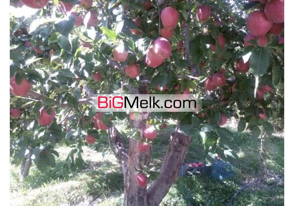 باغ جابان دماوند 1800متر | آبسرد، جابان