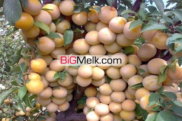 فروش 217 هکتارباغ ویلا بر جاده جنگل گلستان