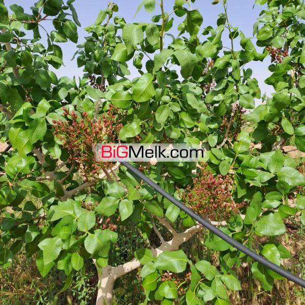 زمین کشاورزی پسته