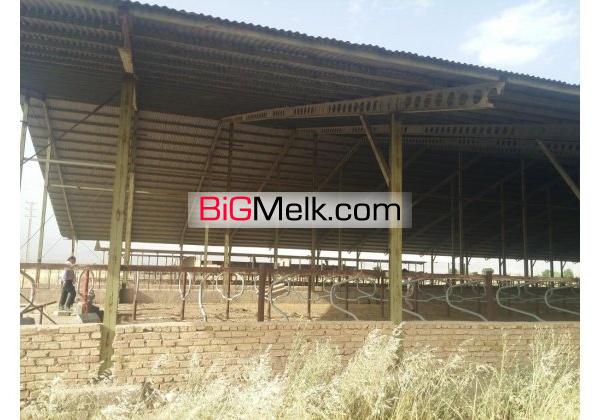گاوداری 400 راسی شیری نظرآباد فروشی