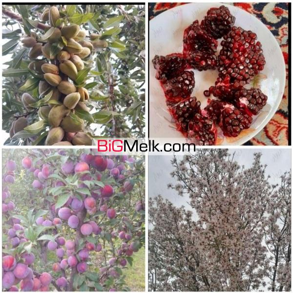 فروش باغ در چترود کرمان